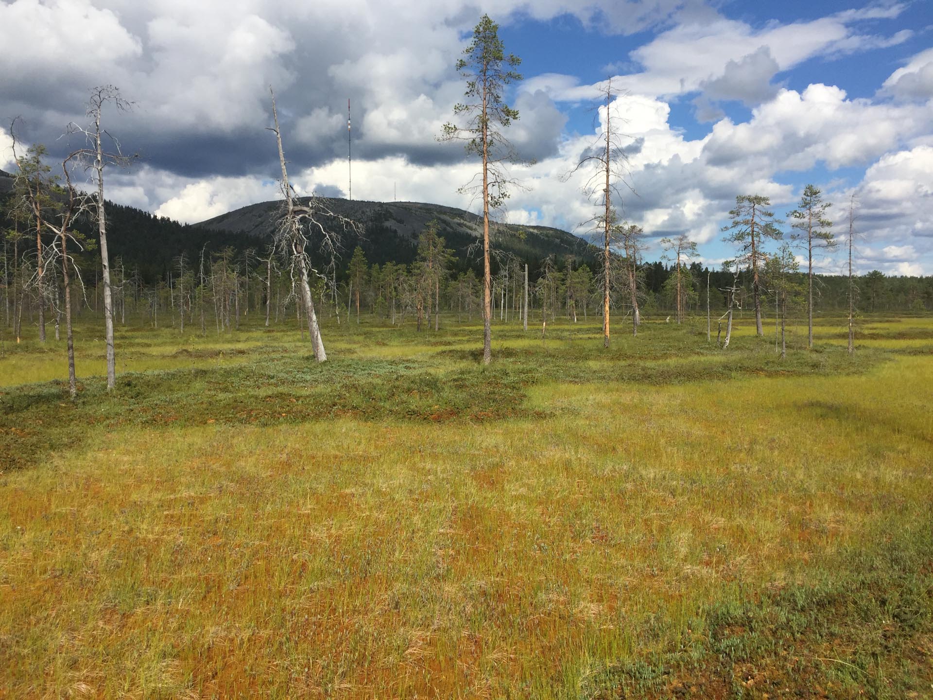 IMG_7036 Pyhätunturi kesällä